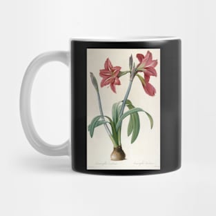 Amaryllis Brasiliensis (Brazilian Amaryllis) by Pierre-Joseph Redoute Mug